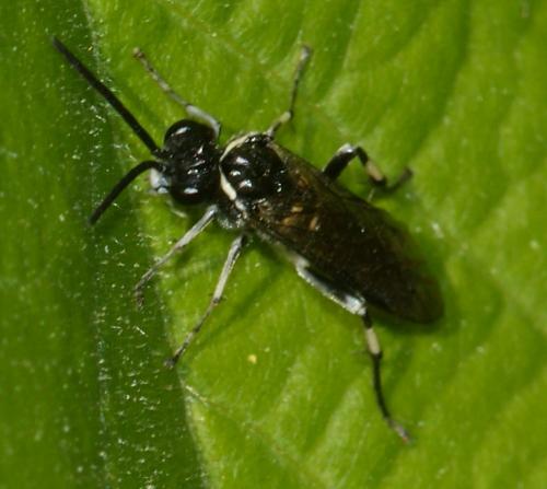 Réf. 197 137 : Macrophya (albicincta-alboannulata)
